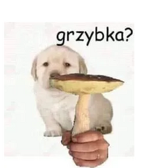 Almaa